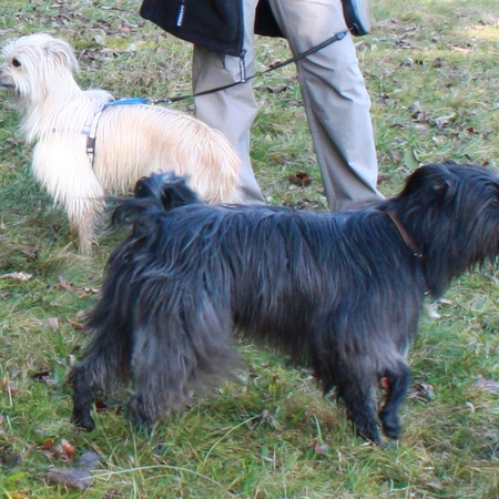 Hundetreffen 2011 im Allgäu (4)